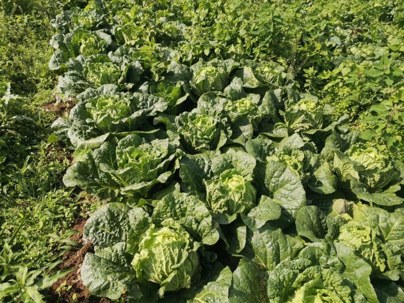威宁高冷白菜德高117，2毛一斤，量大从优
