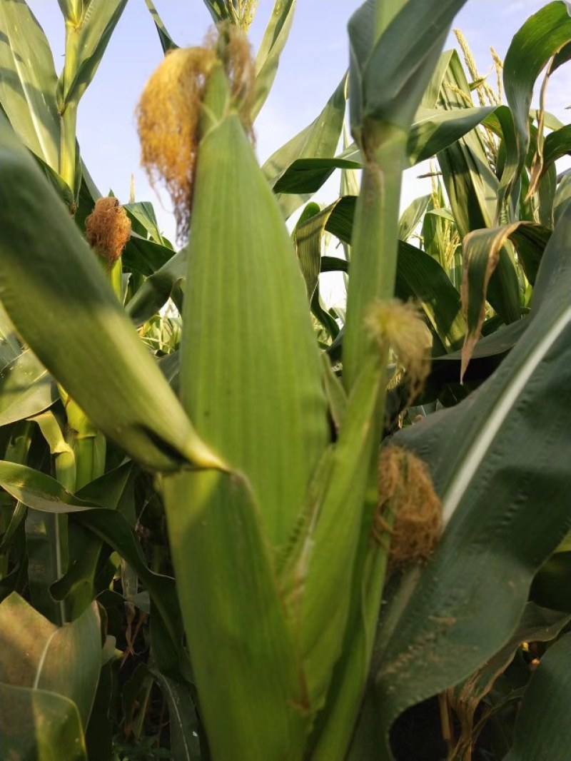 、大量供应大白糯玉米、有需要的老板联糸