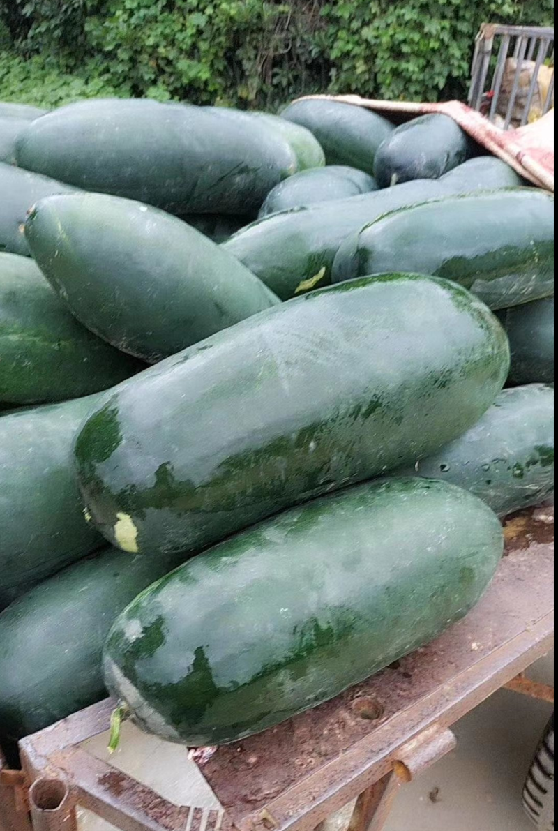 河南南阳新野黑皮冬瓜，地冬瓜，吊冬瓜，大量现货供应
