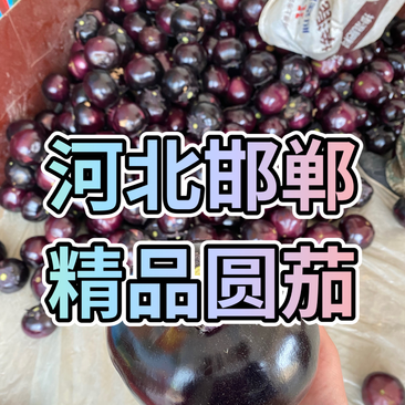热销🔥河北邯郸精品紫光圆茄大量上市全国代发