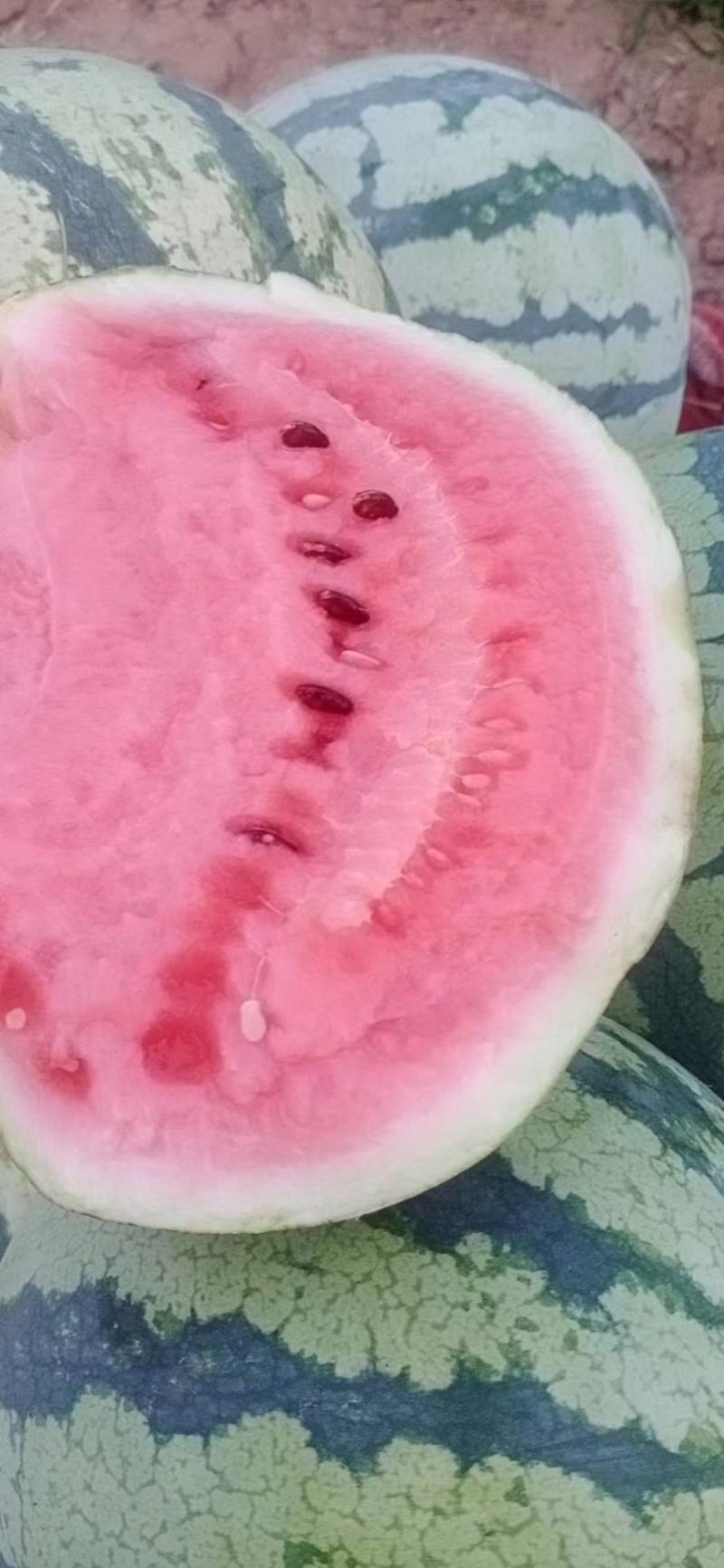 【平台力荐】夏县温棚美都，麒麟西瓜，口感脆甜，水分足