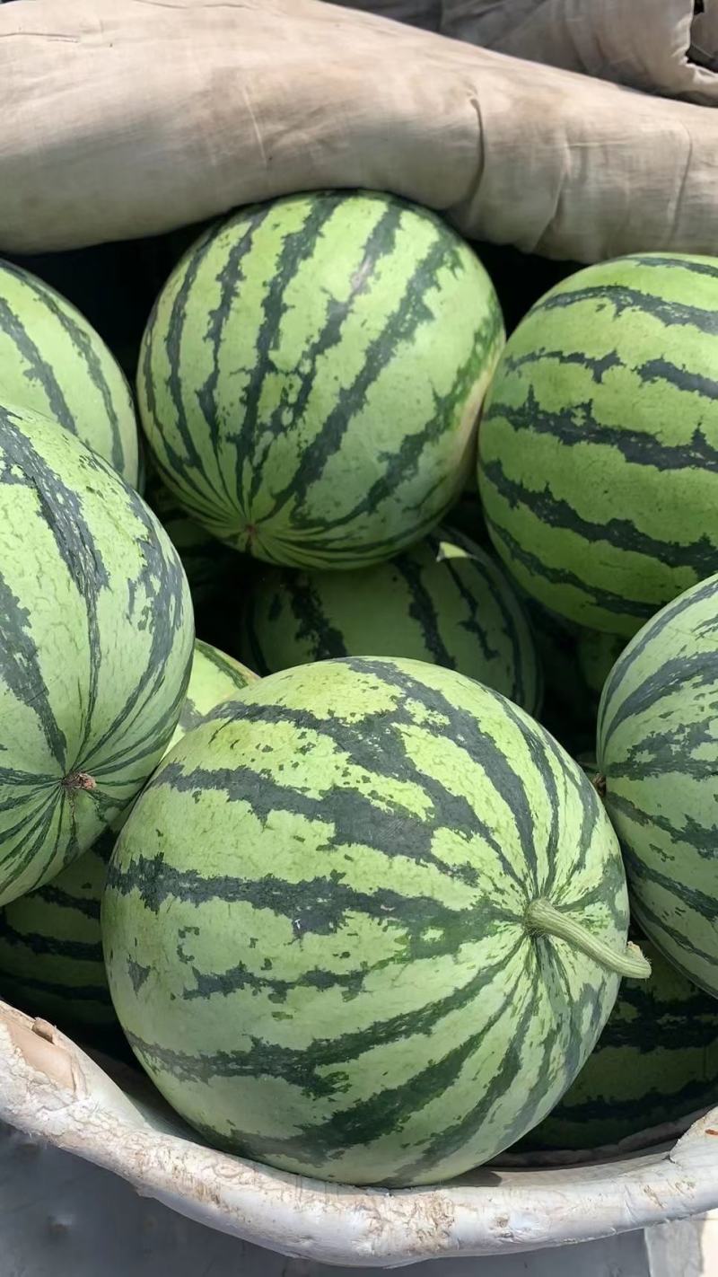 【平台力荐】夏县温棚美都，麒麟西瓜，口感脆甜，水分足