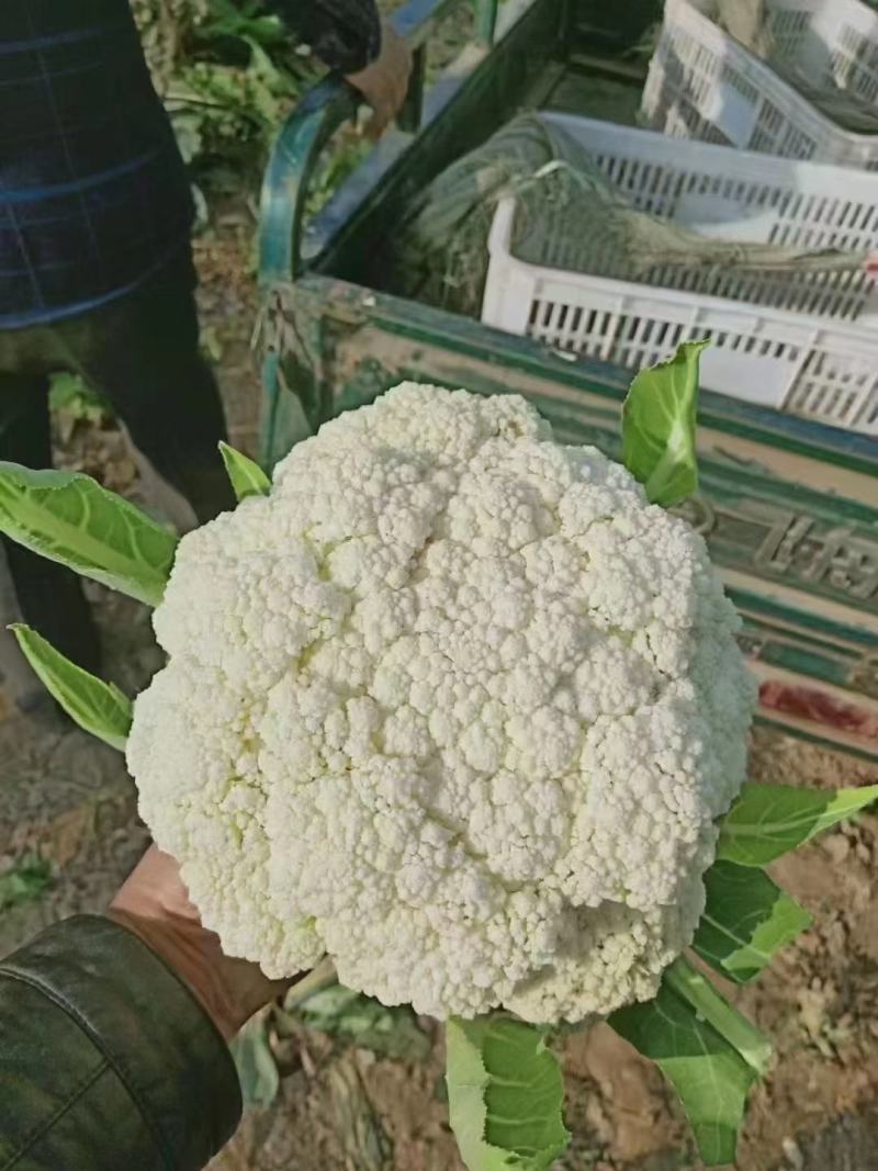 精品有机花菜，热销中！货量充足！欢迎选购