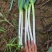 自家种植日本钢葱大量上市，欢迎选购，价格合理量大从优商超