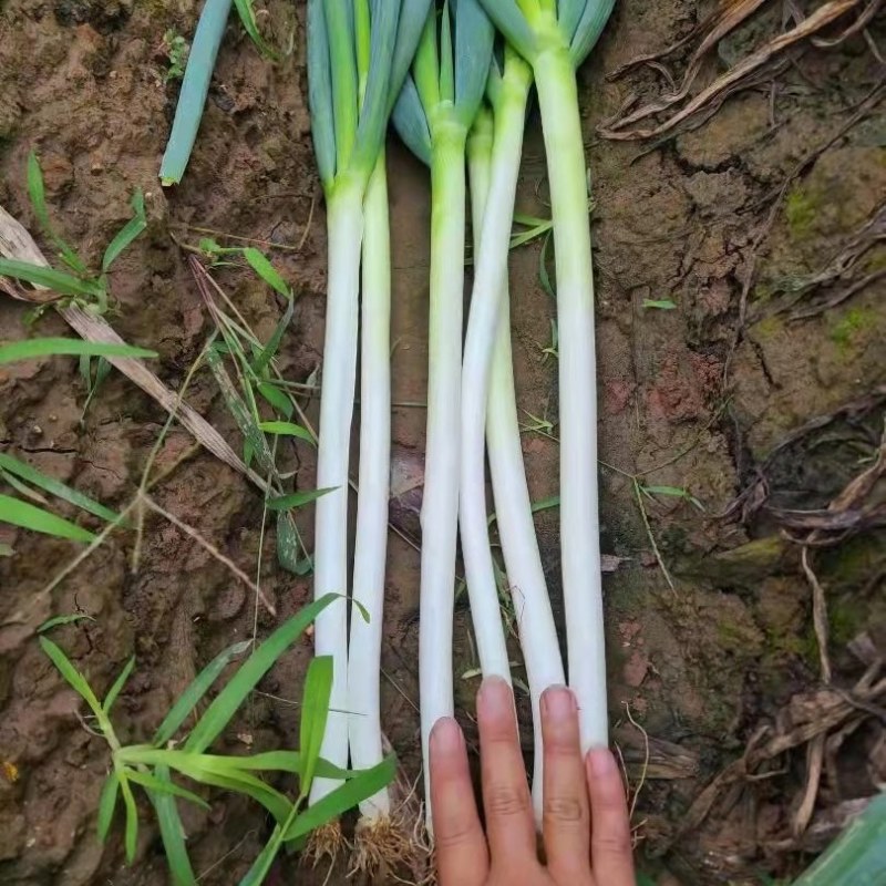自家种植日本钢葱大量上市，欢迎选购，价格合理量大从优商超