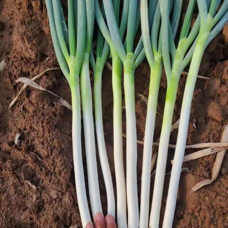 自家种植日本钢葱大量上市，欢迎选购，价格合理量大从优商超