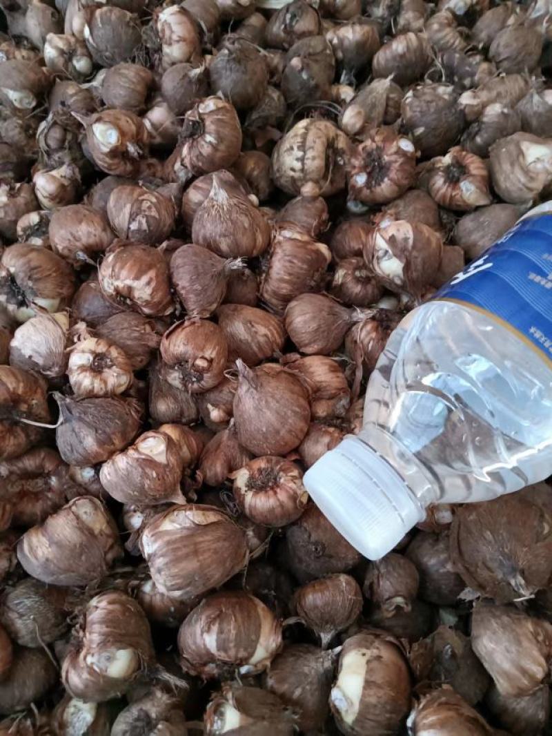 香雪兰种球十多个品种颜色质量上乘价格便宜