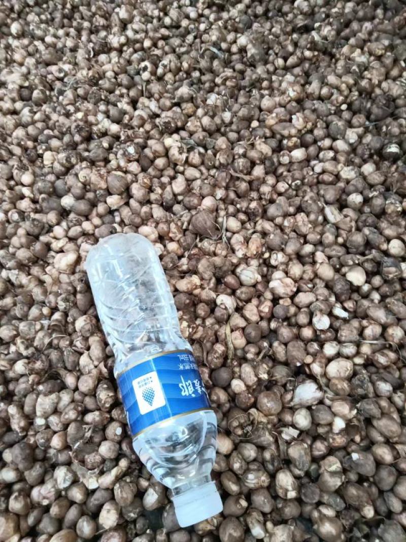 香雪兰种球十多个品种颜色质量上乘价格便宜