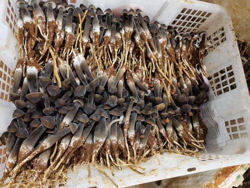 黑皮鸡枞菌，自产自销，电话：13530058929