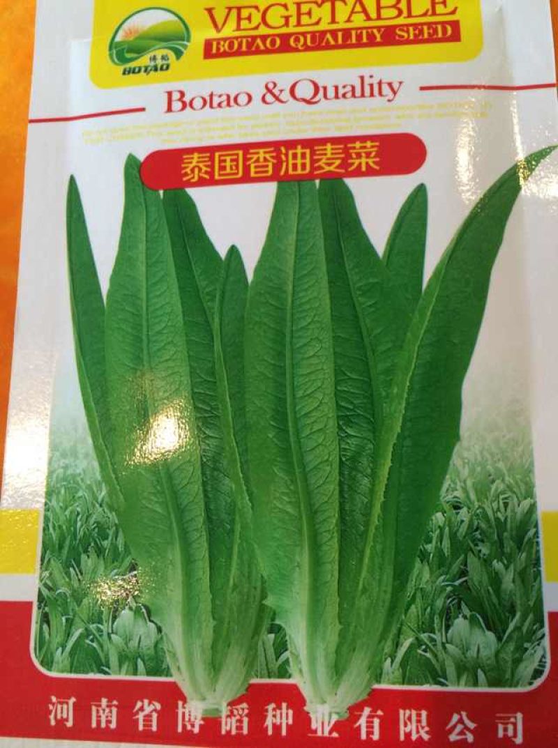 四季香油麦菜种子抗寒耐热耐抽苔亩用种量300g囗感好
