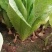 四季香油麦菜种子抗寒耐热耐抽苔亩用种量300g囗感好