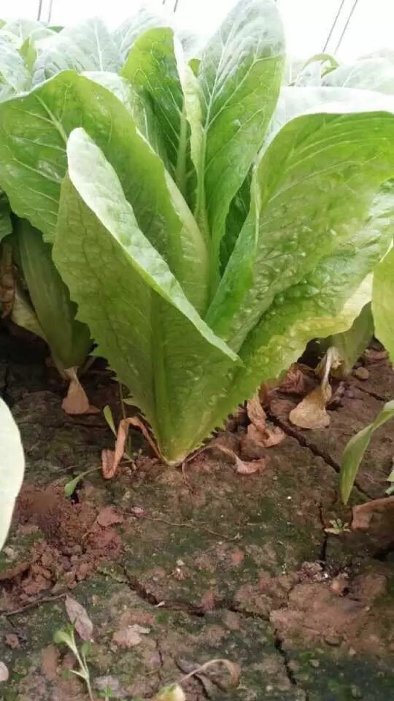 四季香油麦菜种子抗寒耐热耐抽苔亩用种量300g囗感好