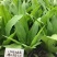 四季香油麦菜种子抗寒耐热耐抽苔亩用种量300g囗感好