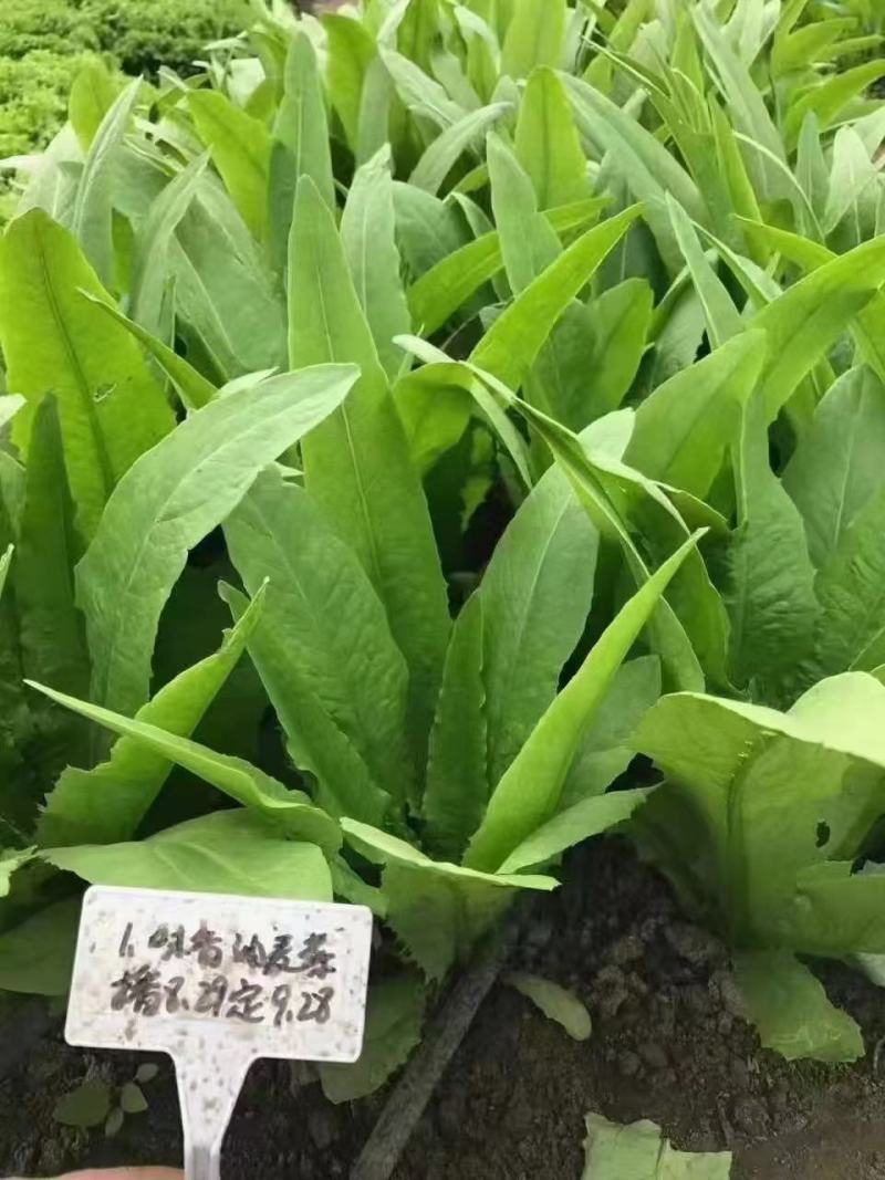 四季香油麦菜种子抗寒耐热耐抽苔亩用种量300g囗感好