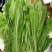 四季香油麦菜种子抗寒耐热耐抽苔亩用种量300g囗感好