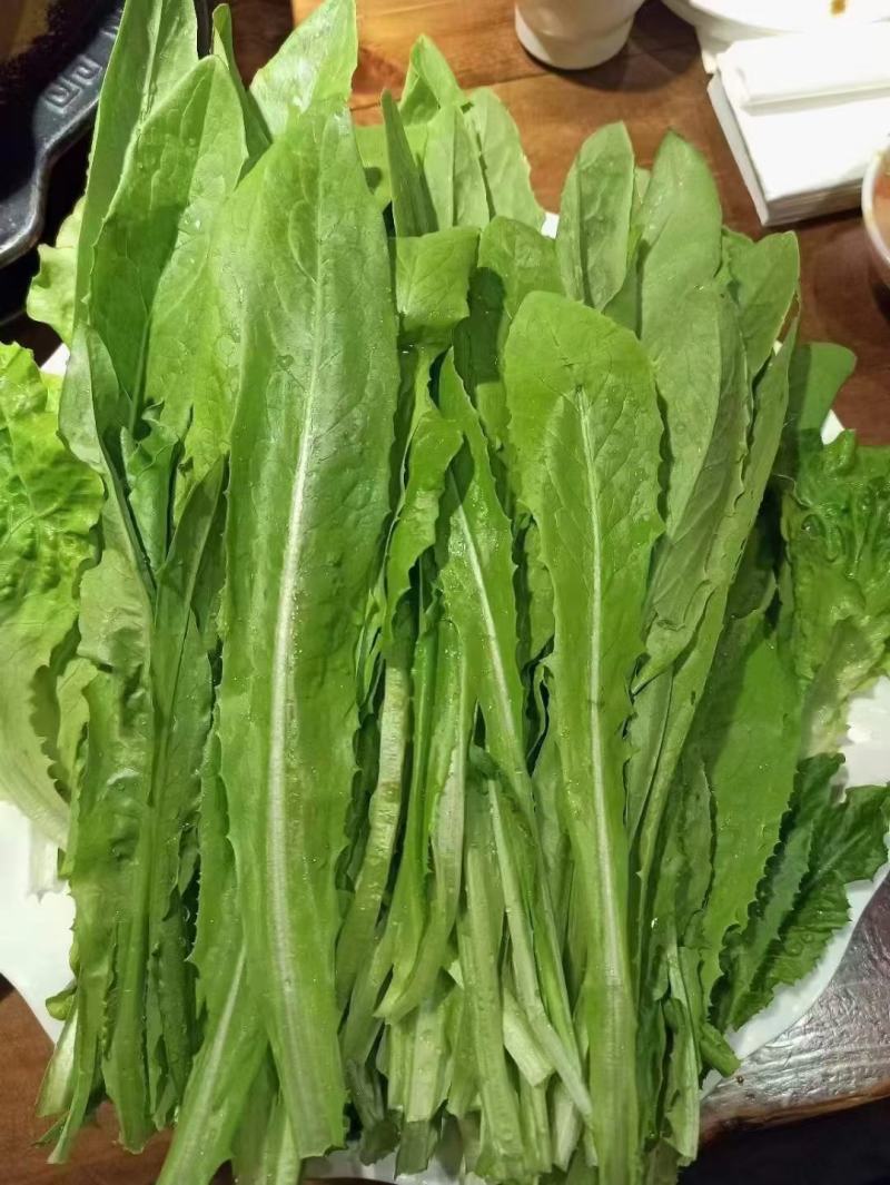 四季香油麦菜种子抗寒耐热耐抽苔亩用种量300g囗感好