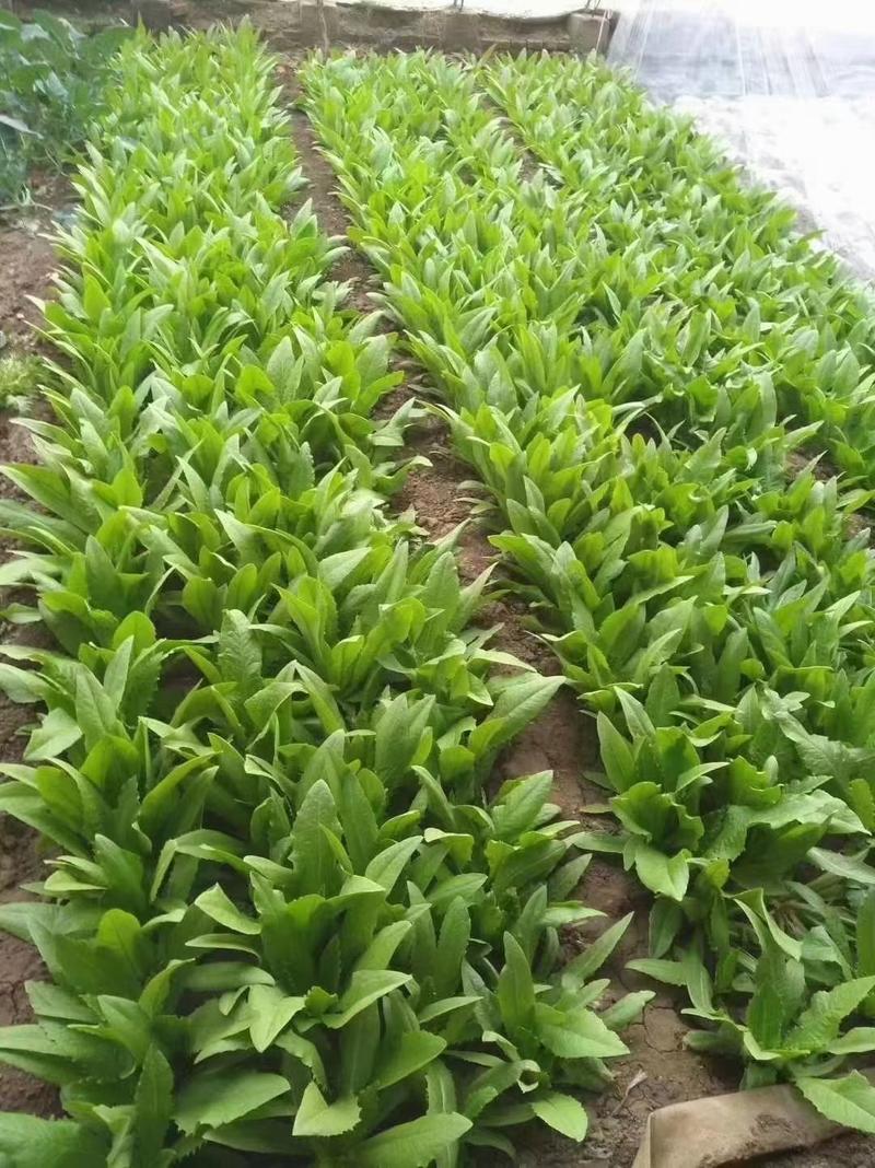 四季香油麦菜种子抗寒耐热耐抽苔亩用种量300g囗感好