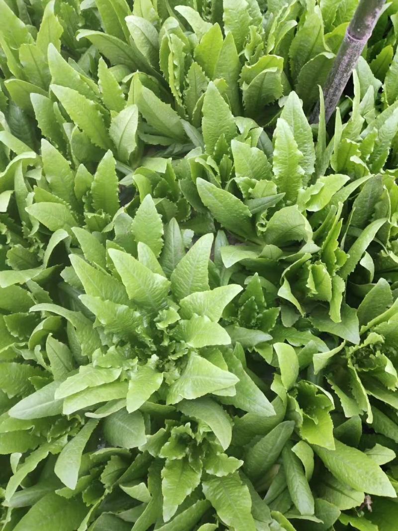 四季香油麦菜种子抗寒耐热耐抽苔亩用种量300g囗感好