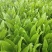 四季香油麦菜种子抗寒耐热耐抽苔亩用种量300g囗感好