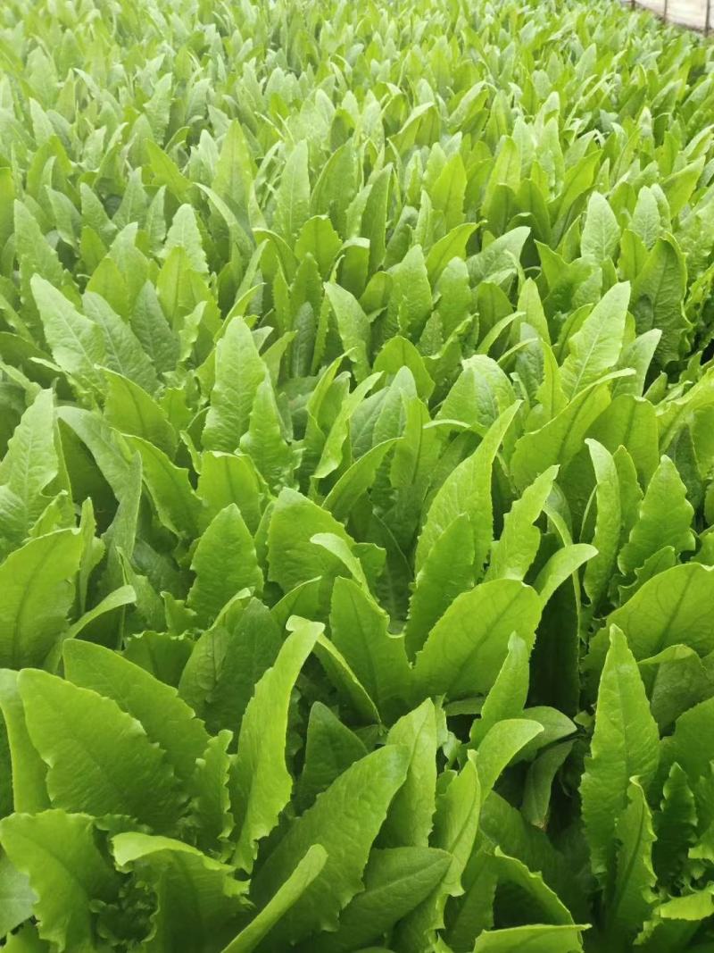 四季香油麦菜种子抗寒耐热耐抽苔亩用种量300g囗感好