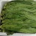 四季香油麦菜种子抗寒耐热耐抽苔亩用种量300g囗感好