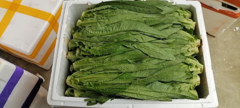 四季香油麦菜种子抗寒耐热耐抽苔亩用种量300g囗感好