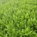 四季香油麦菜种子抗寒耐热耐抽苔亩用种量300g囗感好