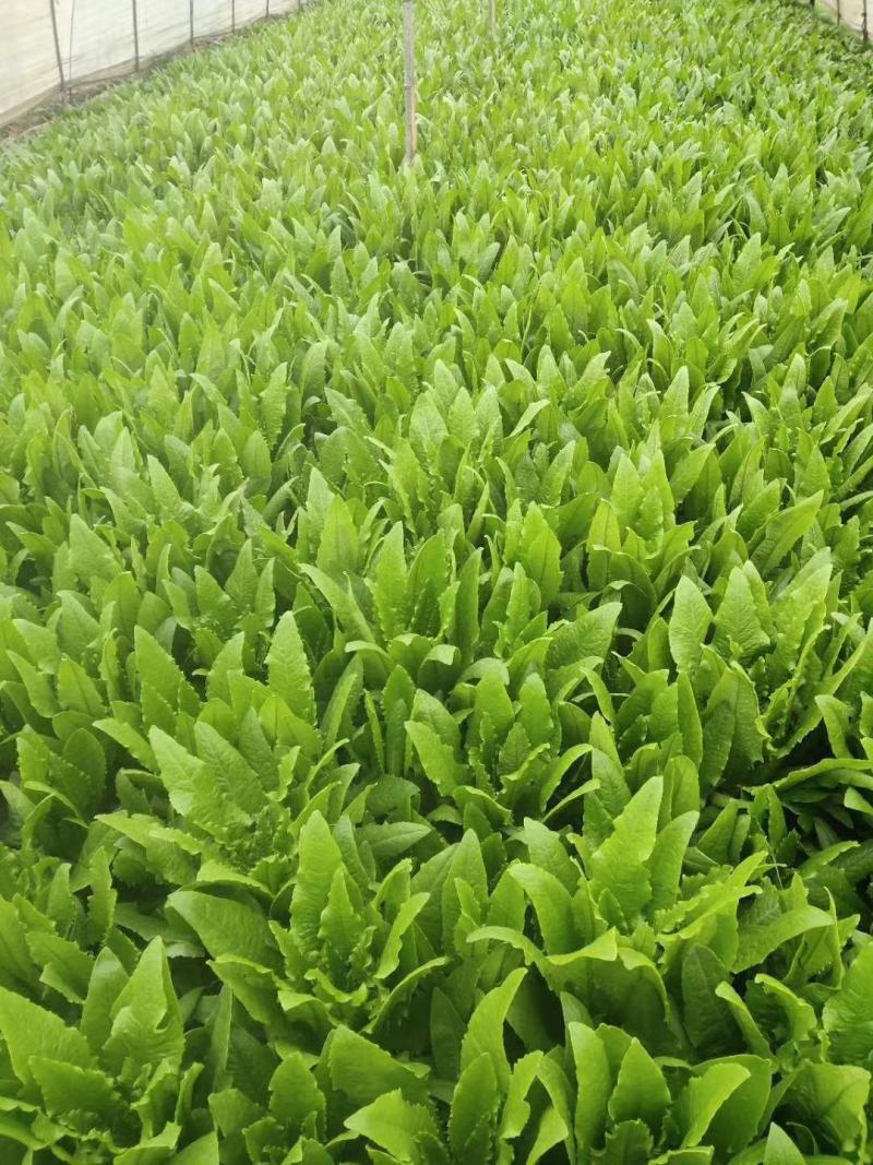 四季香油麦菜种子抗寒耐热耐抽苔亩用种量300g囗感好