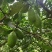 无籽香水柠檬自家果园新鲜釆摘