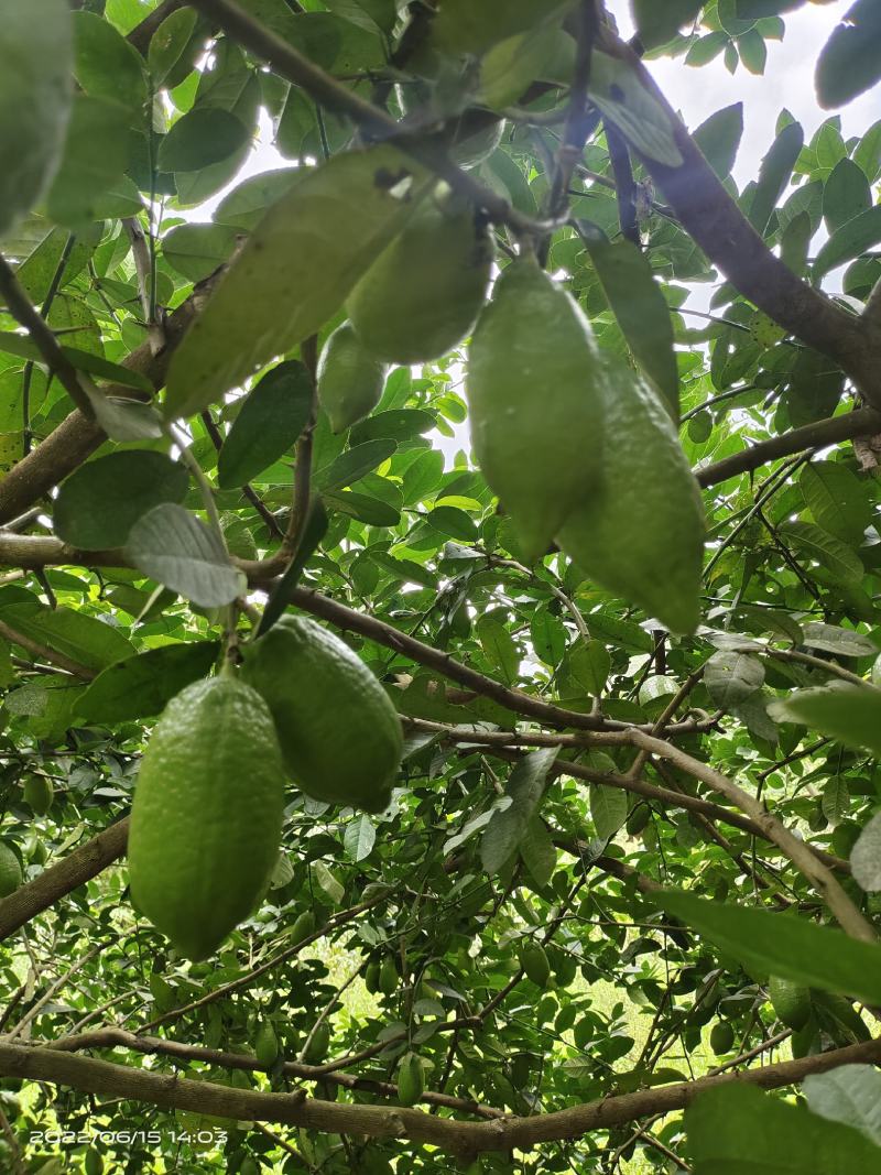无籽香水柠檬自家果园新鲜釆摘
