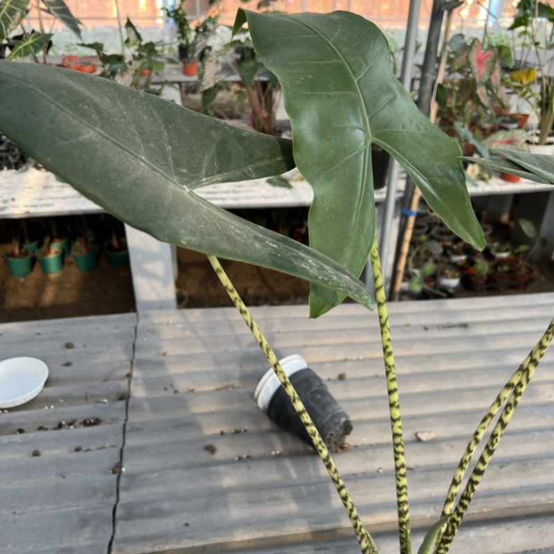 斑马海芋虎斑海芋120杯网红绿植