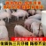 【牛商推荐】山东猪苗批发。代发全国健康猪苗安全到家真放心