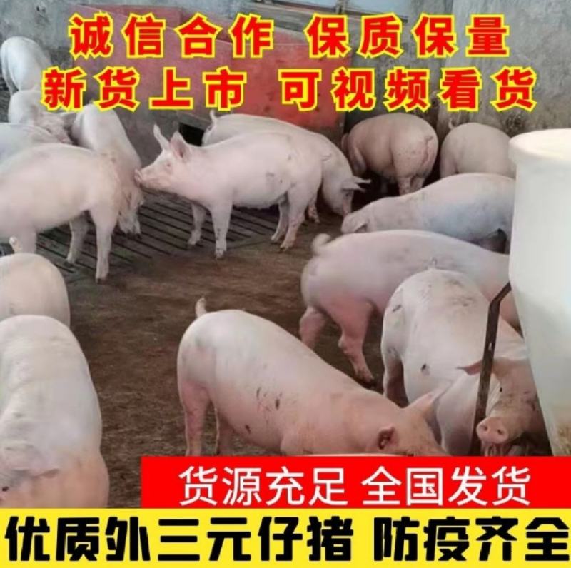 【牛商推荐】山东猪苗批发。代发全国健康猪苗安全到家真放心