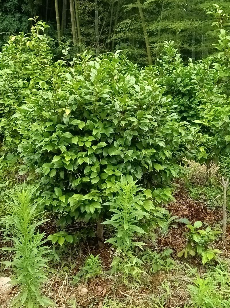 低分枝茶花