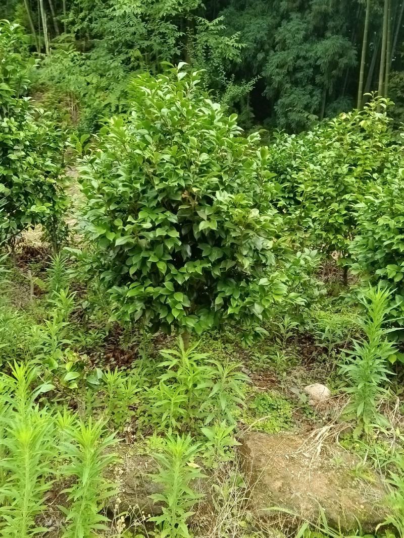 低分枝茶花