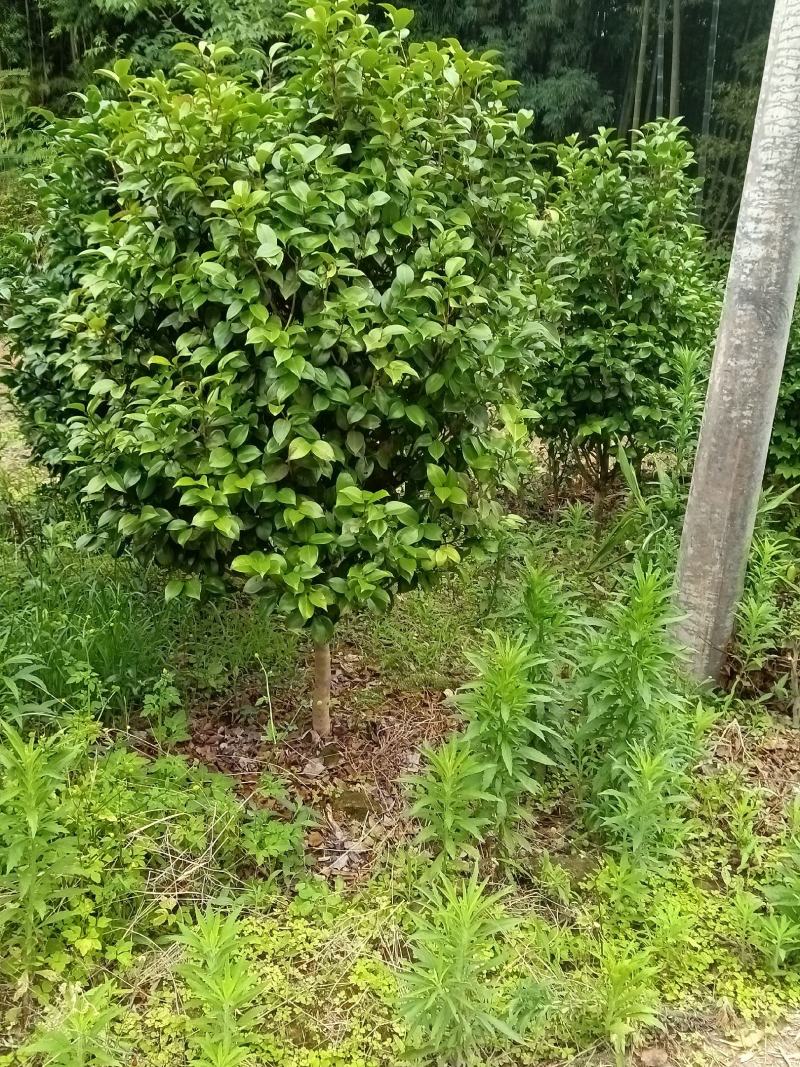 低分枝茶花
