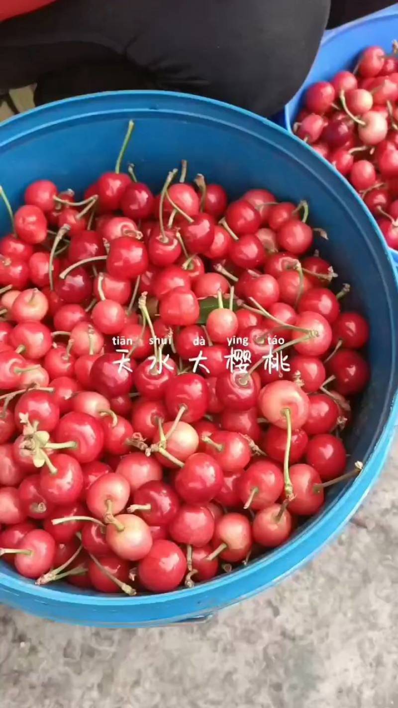 天水大樱桃车厘子新鲜上市