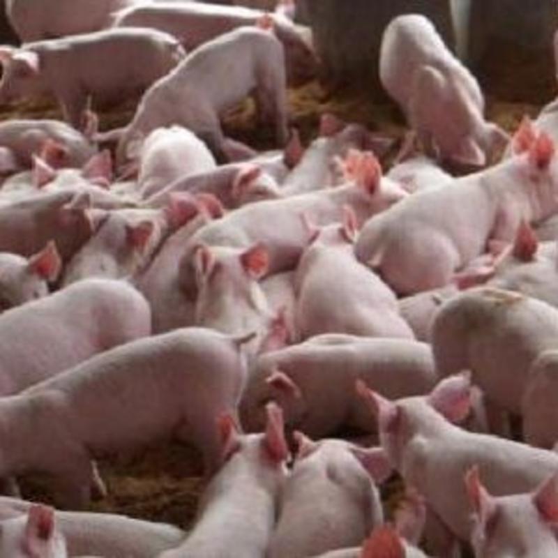 山东苗猪养猪场。出售优质猪苗。代发全国。保质保量放心购买