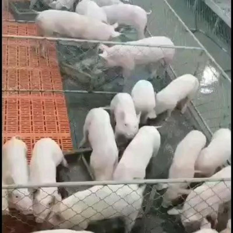 山东苗猪养猪场。出售优质猪苗。代发全国。保质保量放心购买