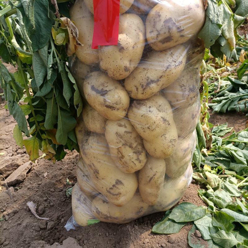 绥中土豆大量供应上市中价格便宜，诚信代办荷兰中暑