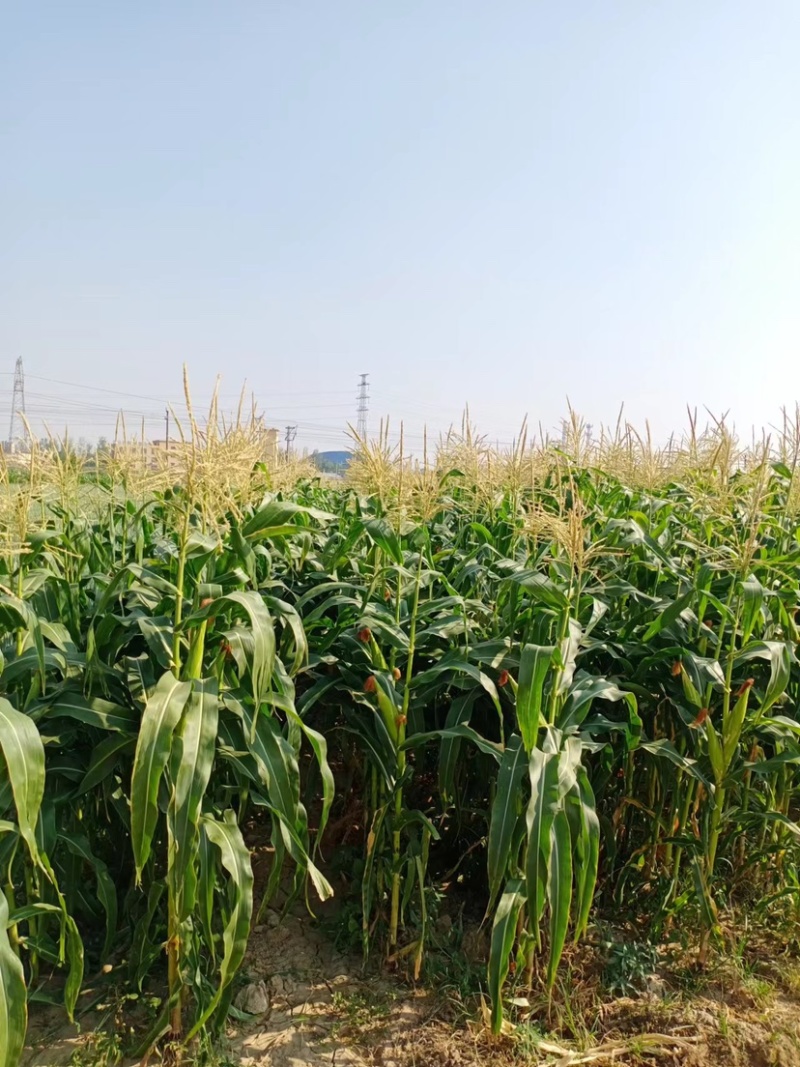 玉米🌽，口感好，个大，甜度高，粘玉米花粒