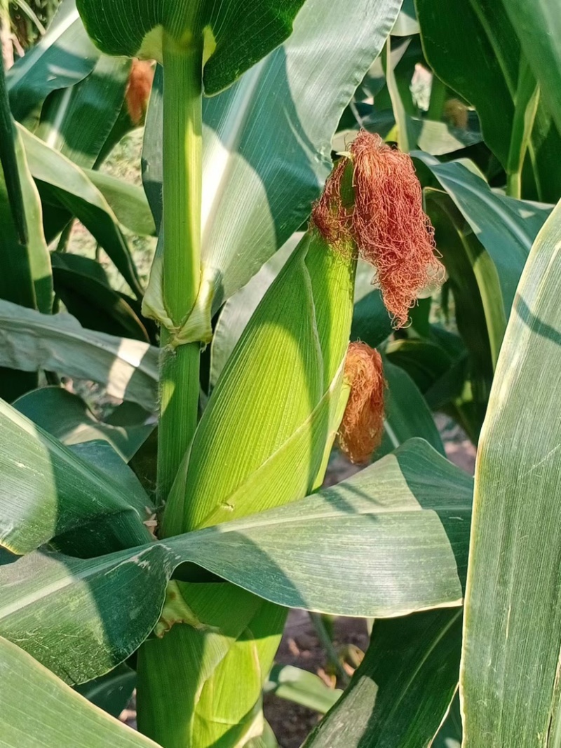 玉米🌽，口感好，个大，甜度高，粘玉米花粒