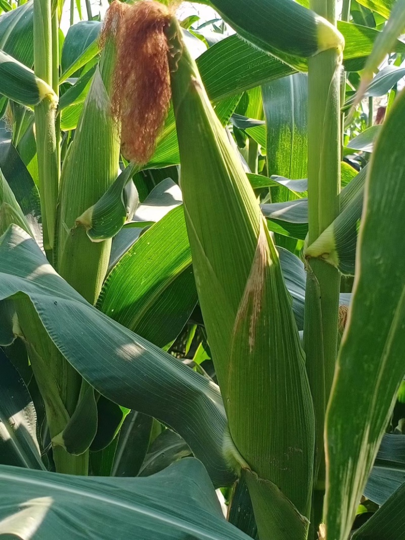 玉米🌽，口感好，个大，甜度高，粘玉米花粒