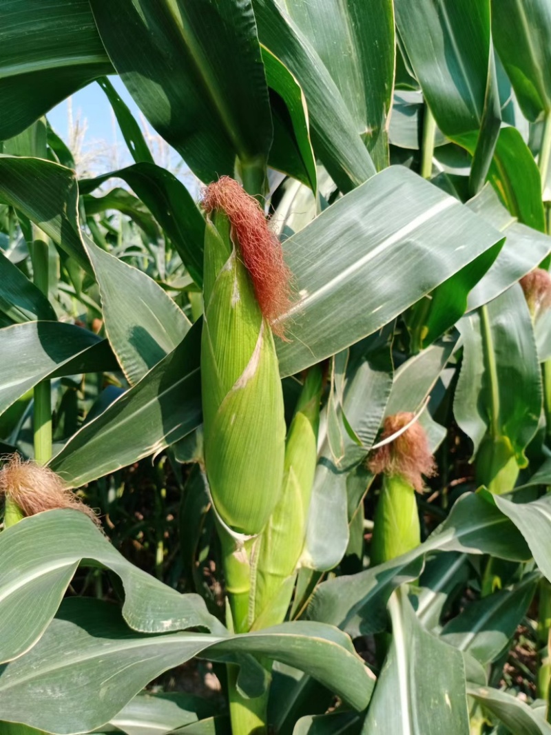 玉米🌽，口感好，个大，甜度高，粘玉米花粒