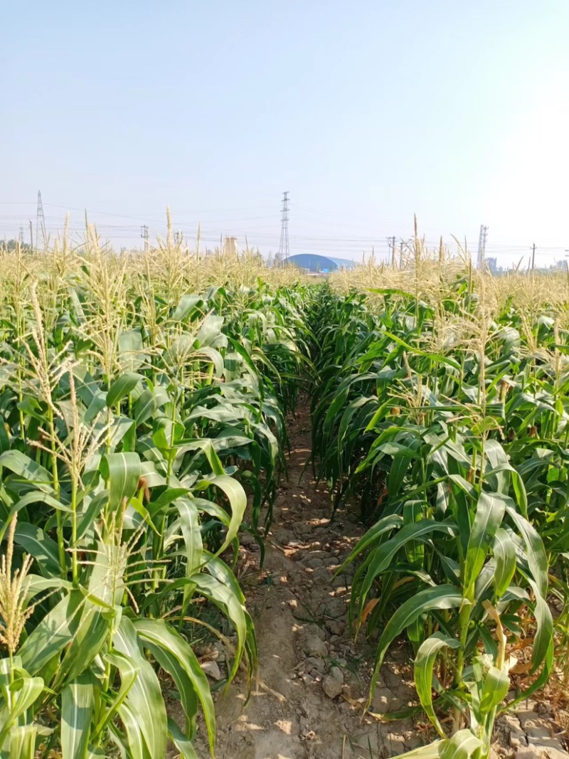 玉米🌽，口感好，个大，甜度高，粘玉米花粒