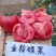 改良毛粉802西红柿种子生长势强果型高圆耐寒性好抗病囗感