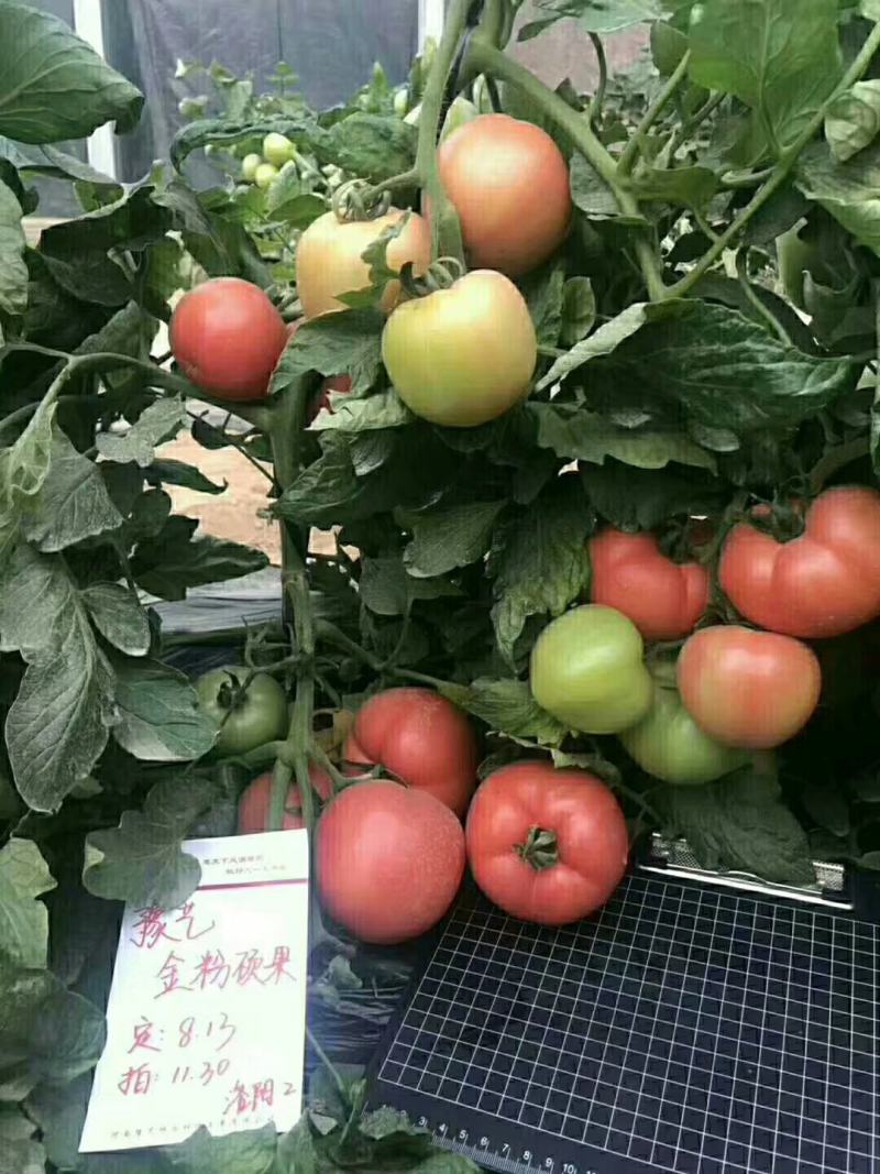 改良毛粉802西红柿种子生长势强果型高圆耐寒性好抗病囗感