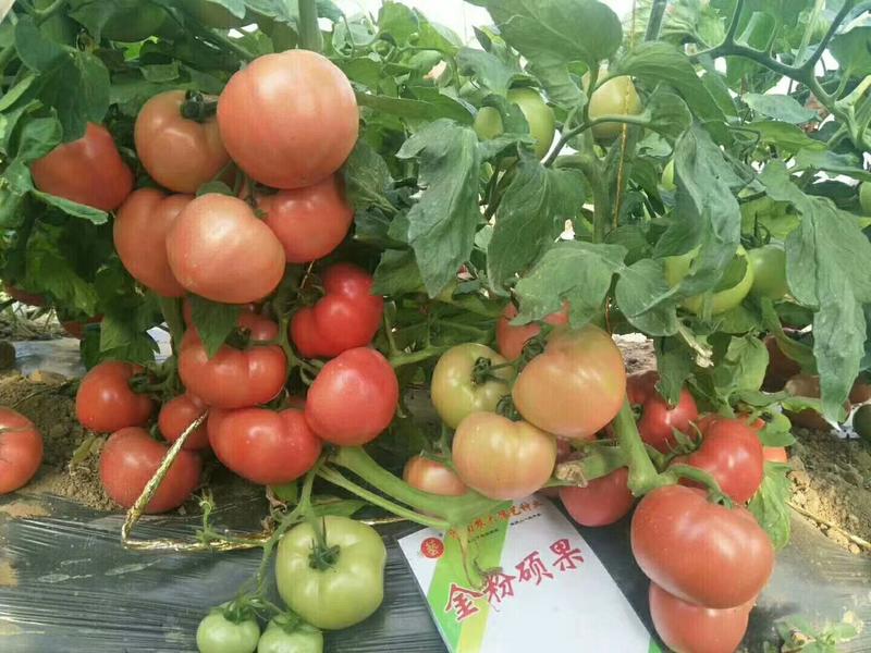 改良毛粉802西红柿种子生长势强果型高圆耐寒性好抗病囗感