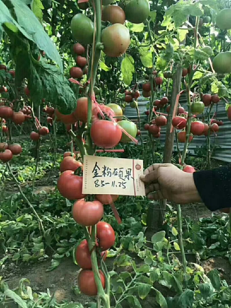 改良毛粉802西红柿种子生长势强果型高圆耐寒性好抗病囗感
