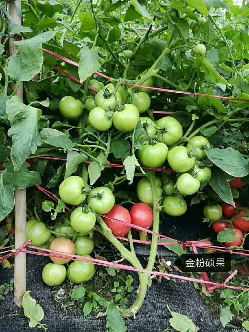 改良毛粉802西红柿种子生长势强果型高圆耐寒性好抗病囗感